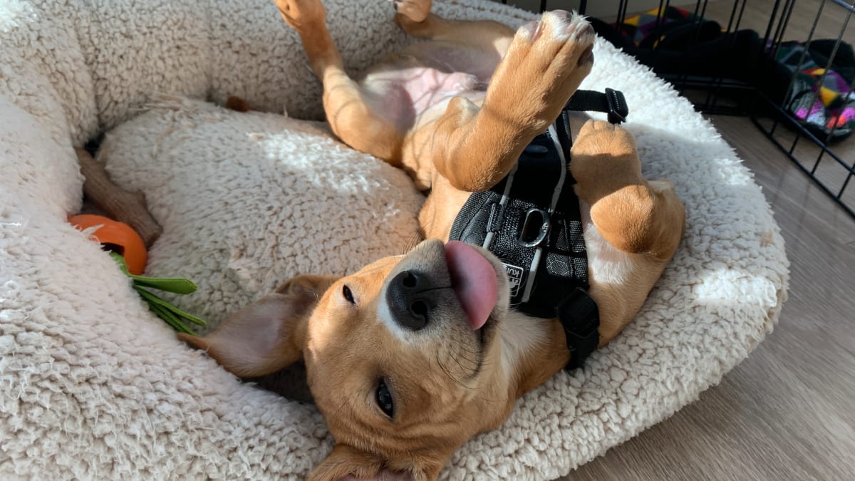 7 Actually Cute Pet Accessories to Spoil Your Pup With Cupcakes