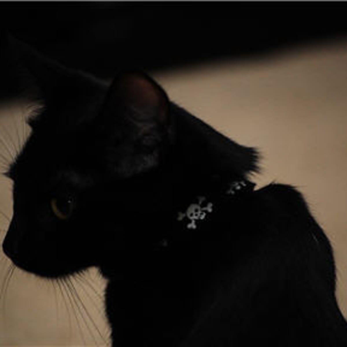 Collar for black cat hot sale