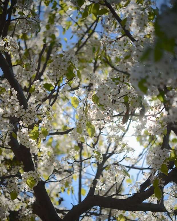 spring-blossoms