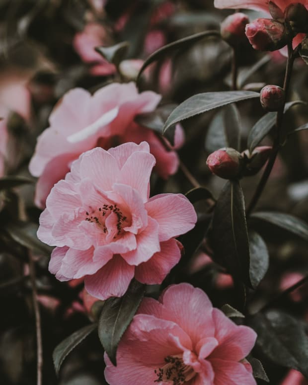 wallpaper-wild-rose-bush-pink-flowers_2560x1600