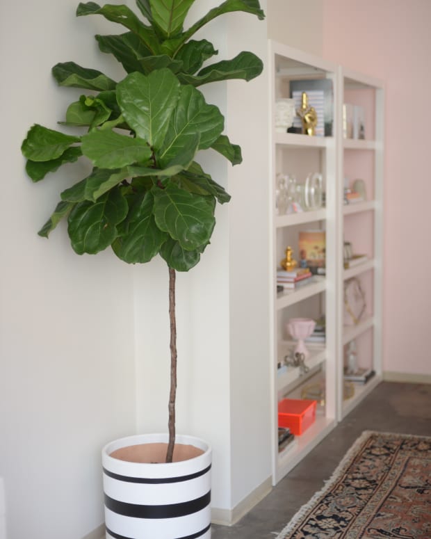 Office Reveal_Fiddle Leaf (1)