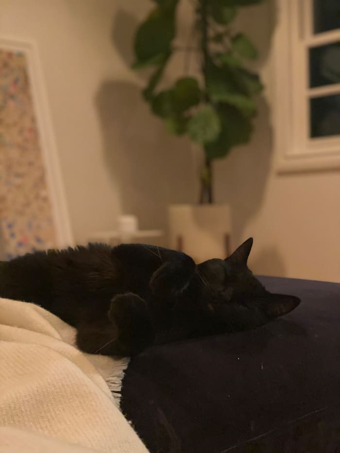 Luna se fondant dans notre canapé.