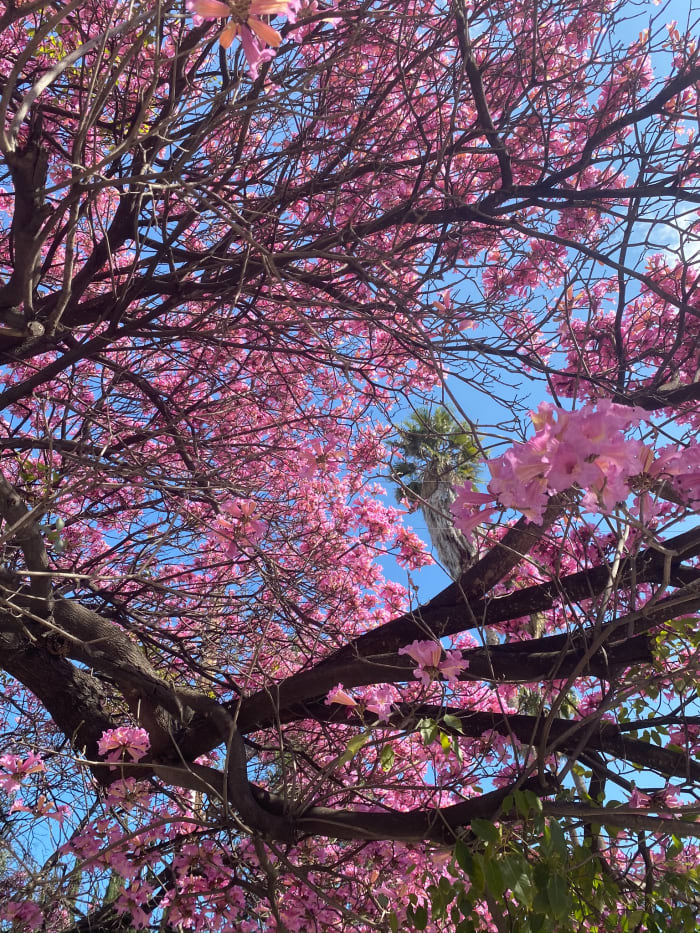 Fleurs de cerisier dans notre cour avant.