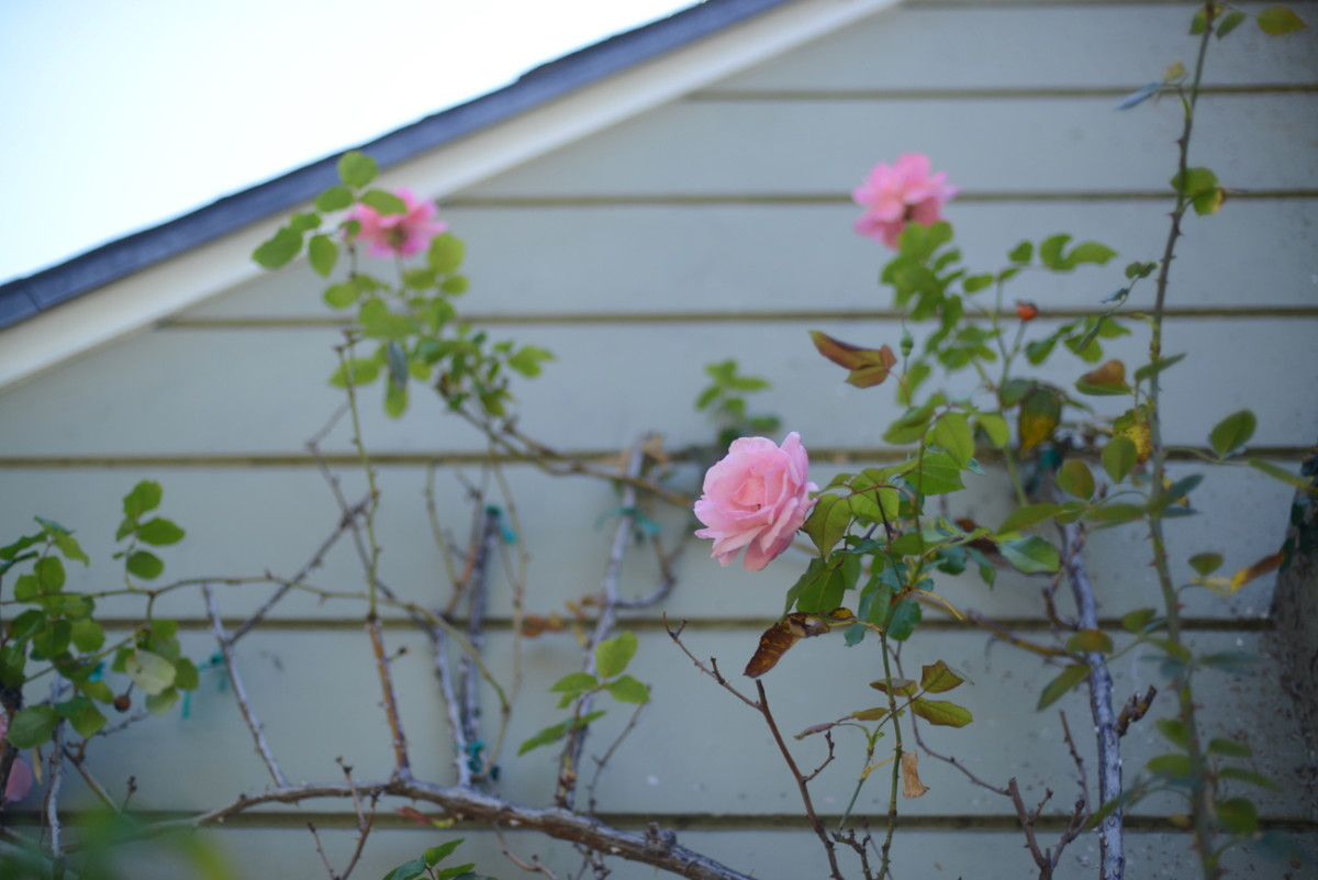 {Climbing roses in our front yard}