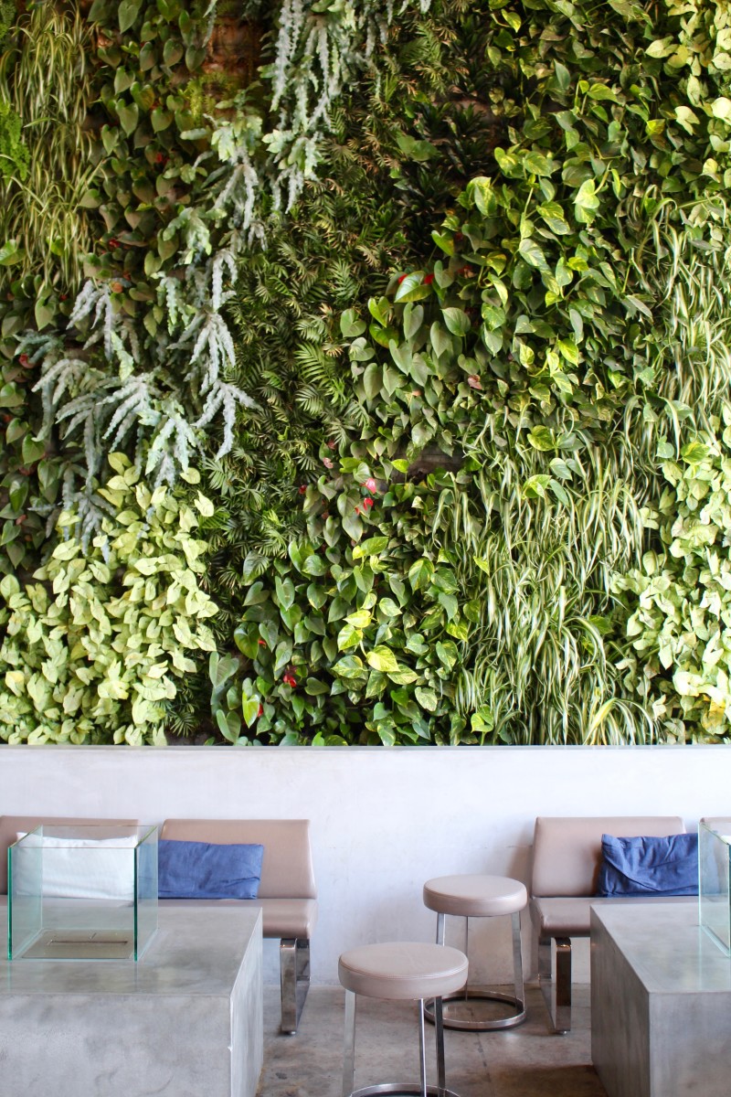 {Jungle or wall at a downtown coffee shop?}