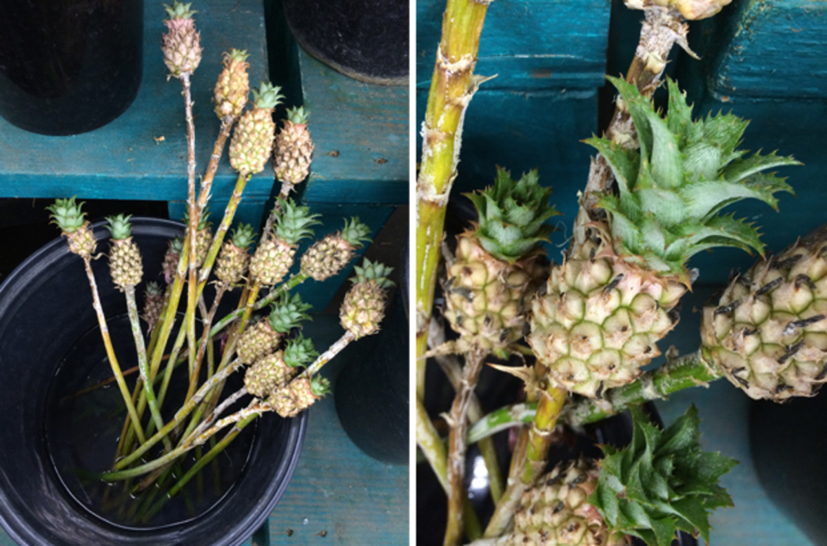  {The cutest mini pineapples at the Flower Mart}