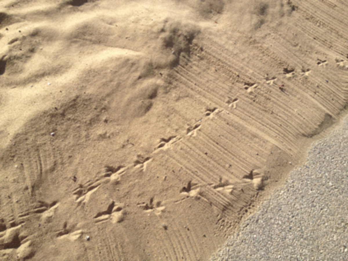 {Seagull footsteps in the sand}