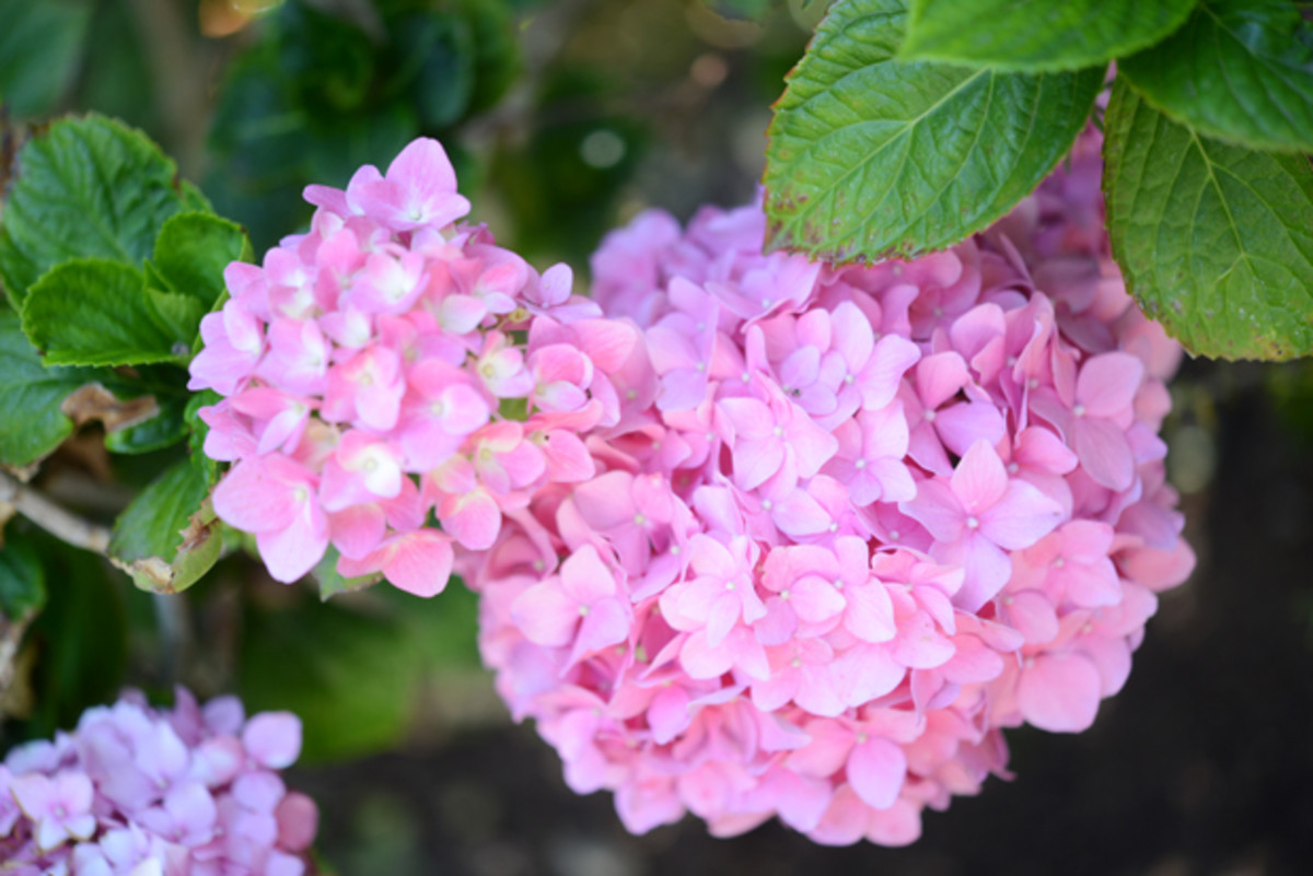  {A fun discovery in our front yard: pink hydrangeas}