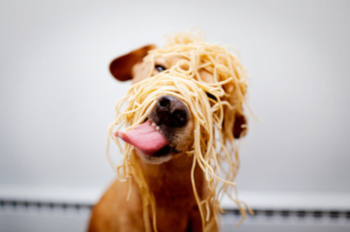 spagetti-dog
