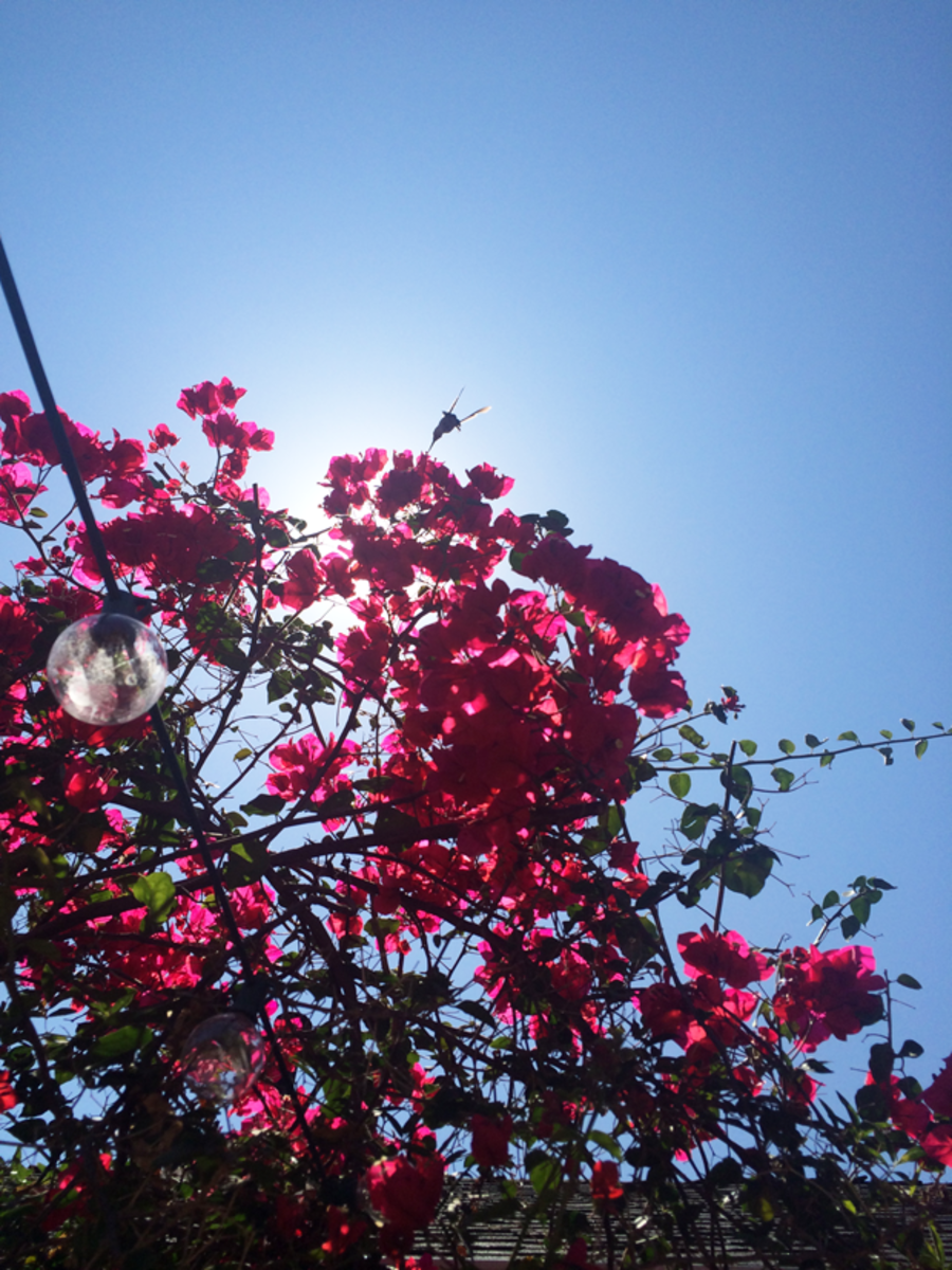 {Hummingbird + Bougainvillea on a hot afternoon}