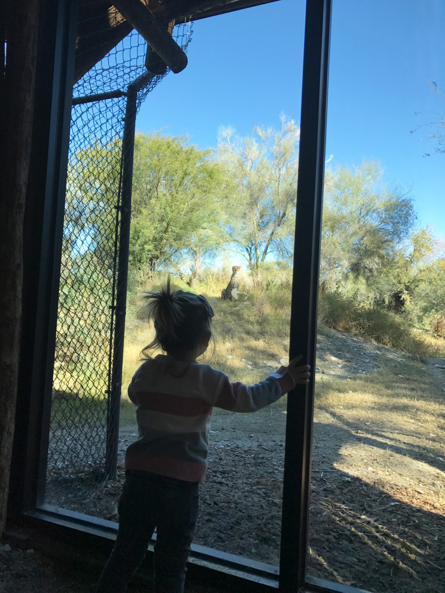 {Speaking of natural habitats, a cheetah "hunting" Sloan at the Living Desert in Palm Springs}