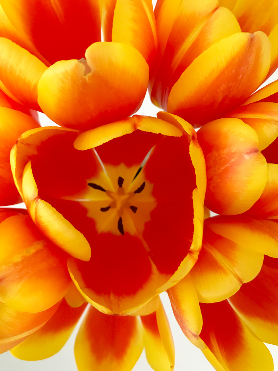 {The sunniest bouquet of tulips to brighten up our living room}