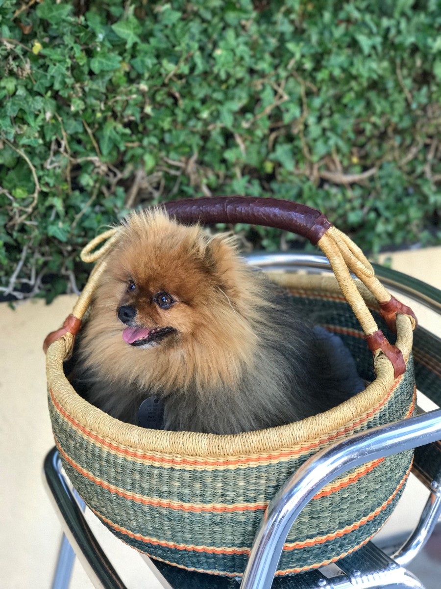 {The cutest dog I've ever seen, tucked inside a little basket}