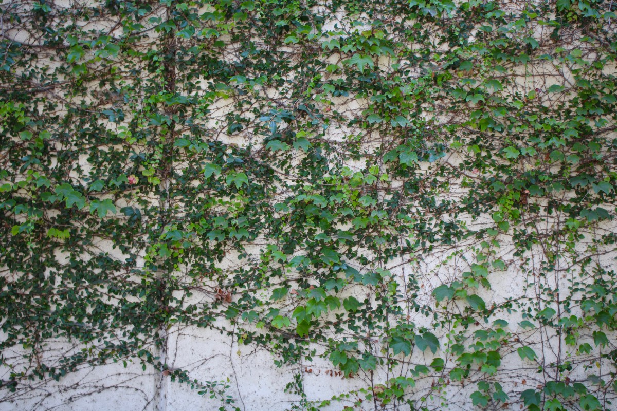 {Ivy climbing the wall at one of Sloan's favorite parks}