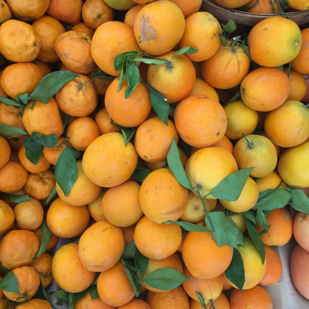 Fresh citrus at the farmers' market