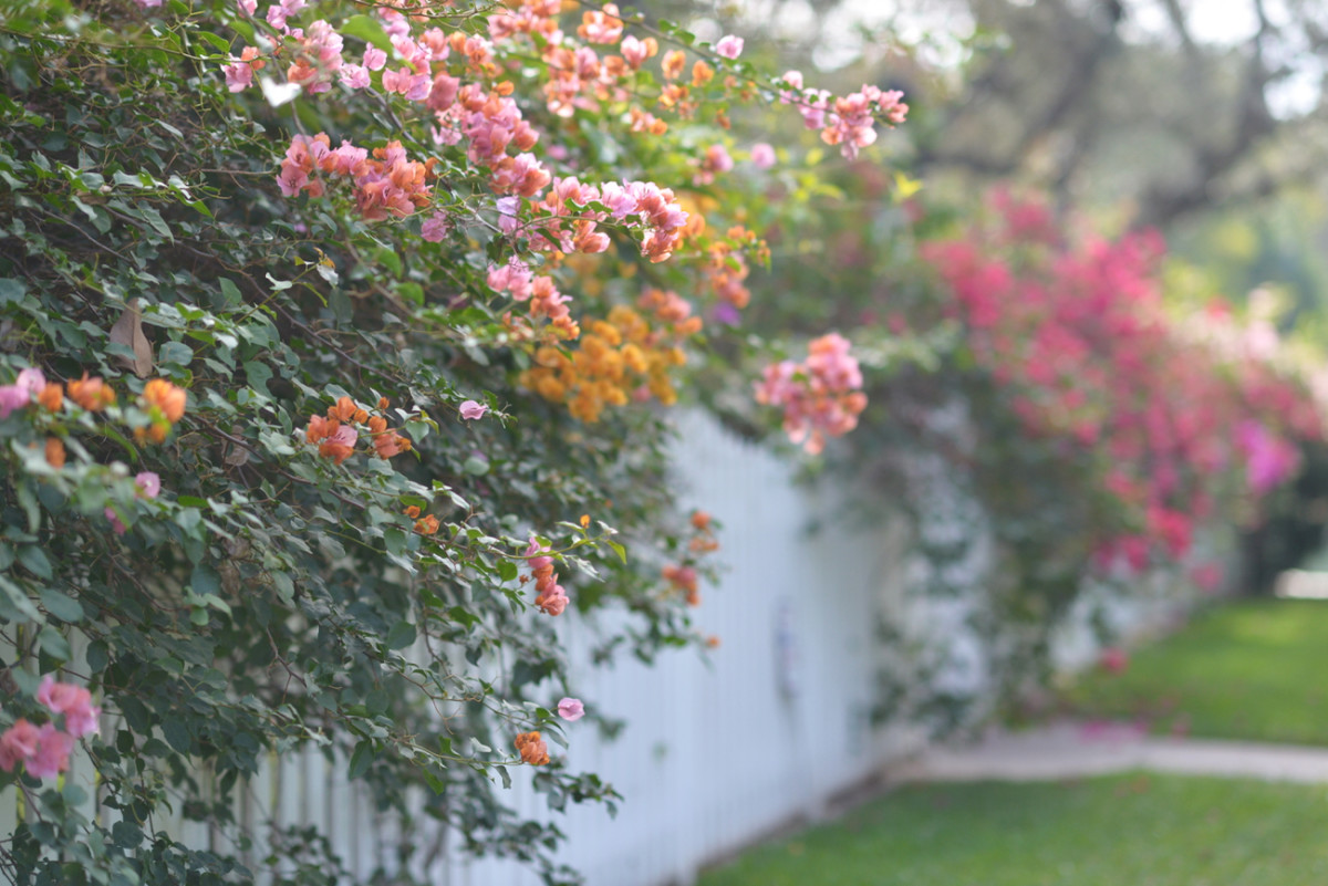 {The prettiest sherbet-colored flowers from a morning walk}