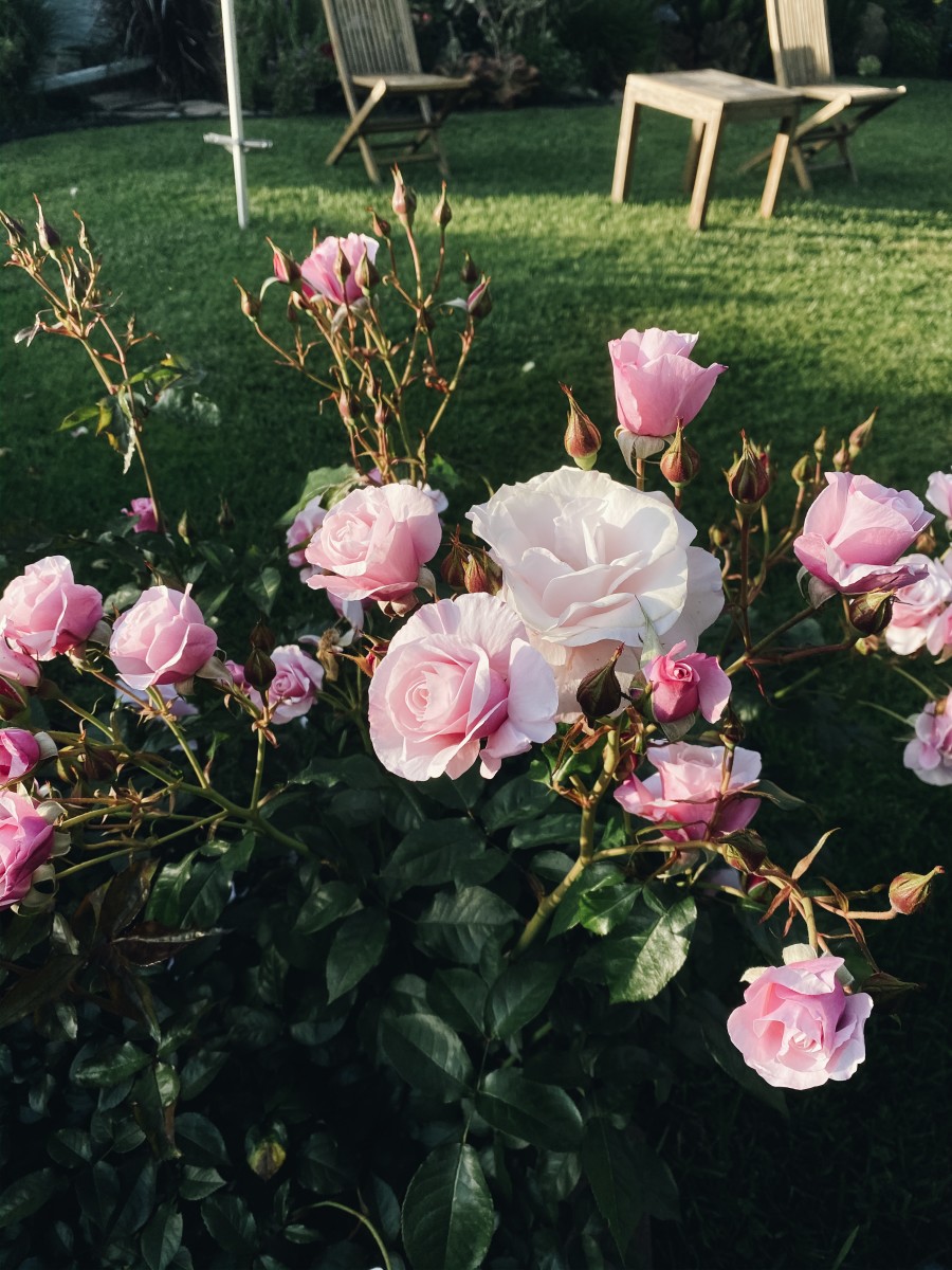 The lighting on this rose bush was overwhelmingly stunning.