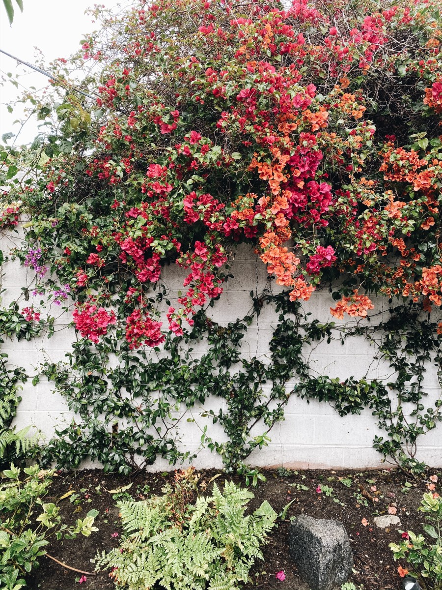 The violet, magenta, and cantaloupe-colored Barbara Karst bracts in my new backyard.